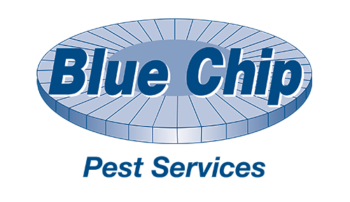 Blue Chip Logo