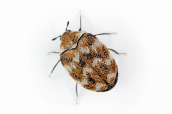 Varied carpet beetle Anthrenus verbasci.