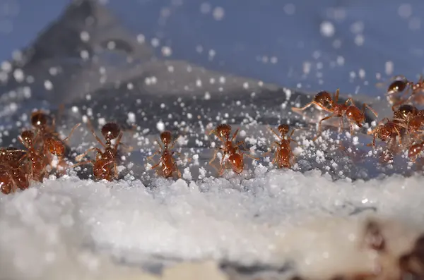 Low angle macro of fire ants feeding on poison