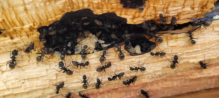 Carpenter ants crawling around their nest in damaged wood