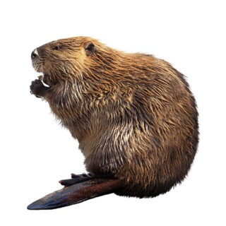 Beaver