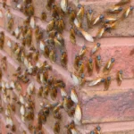 Wall covered with cicadas