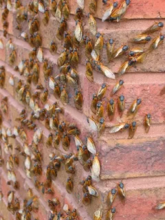 Wall covered with cicadas