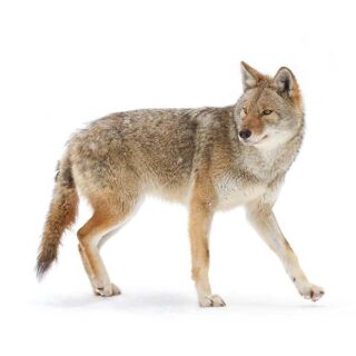 Coyote