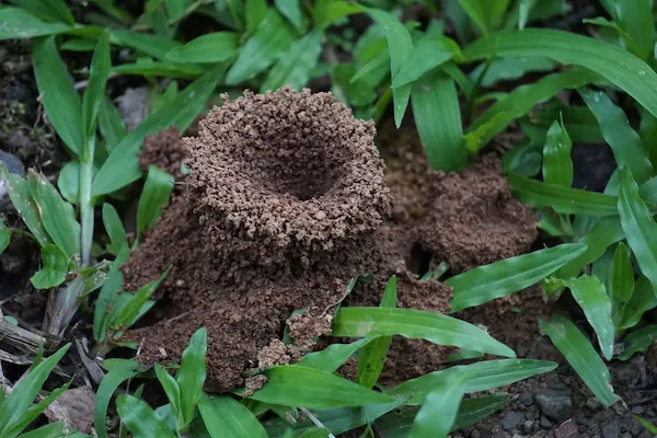 Dirt Ant hill