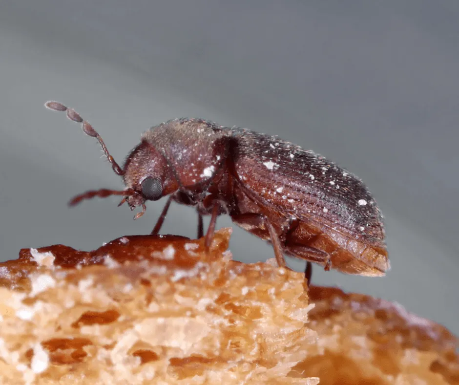 Drugstore Beetle up close white background - Keep beetles away from your home with Bug Out in NC