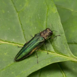 Emerald Ash Borer on a green leaf