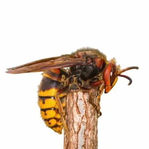 European Hornet on a white background