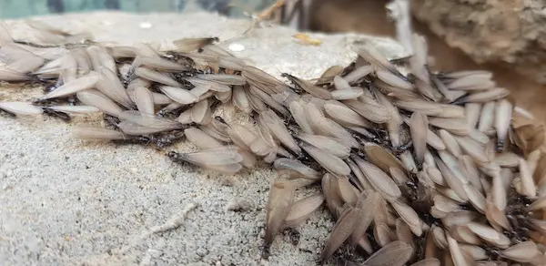 Winged ants on the ground outside the anthill ready to fly and reproduce.