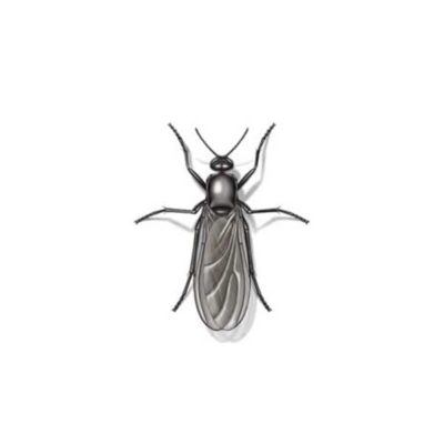 Gnat Fly white background