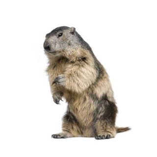 Groundhog white background