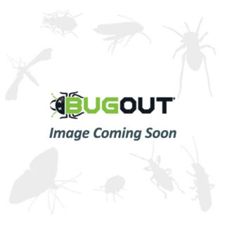 Bug Out Image Coming Soon Placeholder