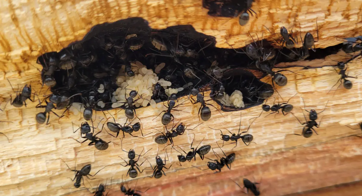 Carpenter Ants