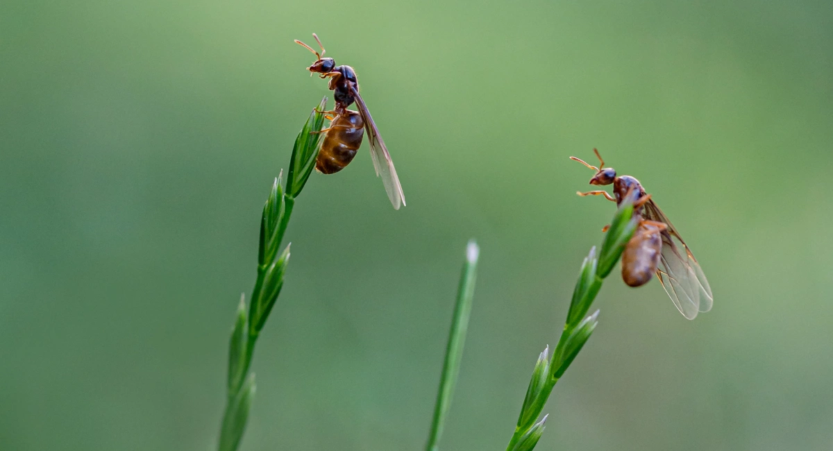 Yeallow Meadow Ants