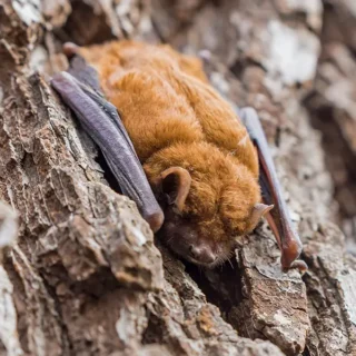 Little Brown Bat resting on a tree