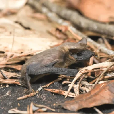 Mexican Free-Tailed up close on ground - Keep bats away from your home with Bug Out in NC