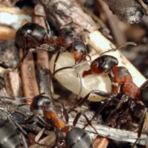 Moisture Ants crawling over small twigs