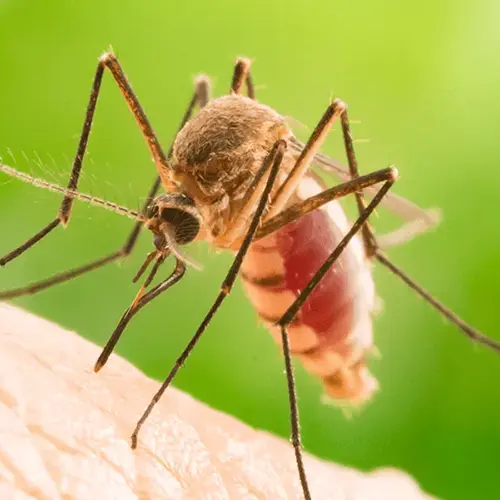 Closeup of a mosquito biting a person's hand