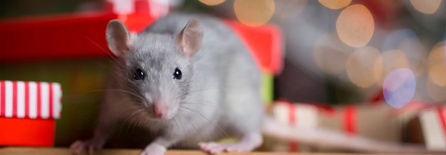 Gray rat with gifts on the background of the Christmas tree