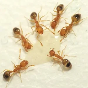 Pharaoh Ants eating poison