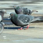 Pigeons on a sidewalk