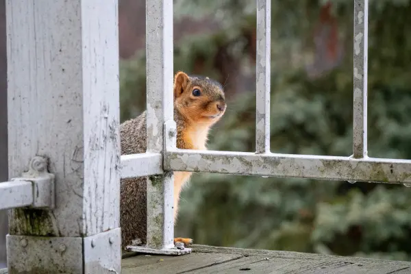 A hungry squirrel lurks on a porch. The pest professionals at Bug Out can help you keep squirrels and other unwanted wildlife from entering your North Carolina home.