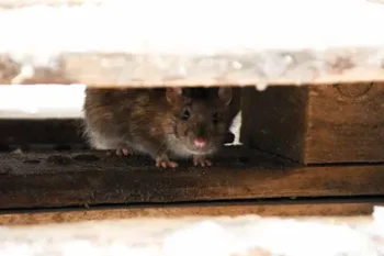 Rat is hiding under the boards and looking for food | Bugout serving North Carolina