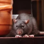 A black rat hiding behind a pot on a kitchen countertop. Rodent infestations are very hazardous for any business but can be handled with professional pest control.