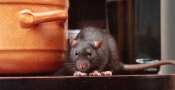 A black rat hiding behind a pot on a kitchen countertop. Rodent infestations are very hazardous for any business but can be handled with professional pest control.