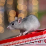 Mouse sitting on top of a Xmas present