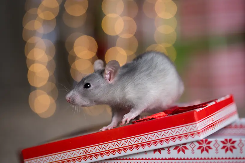 Mouse sitting on top of a Xmas present