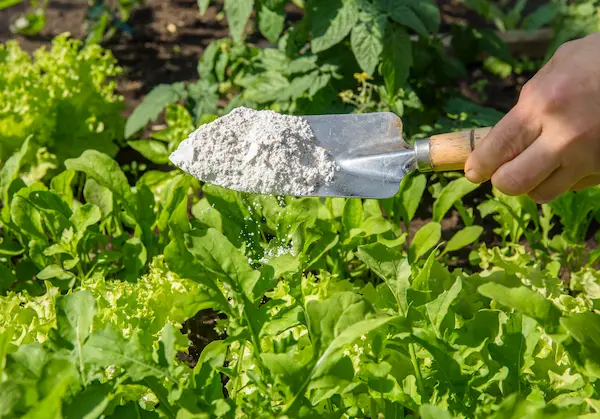 Gardener sprinkle Diatomaceous earth ( Kieselgur) powder for non-toxic organic insect repellent on salad in vegetable garden, dehydrating insects.