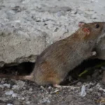 A Brown Rat Outdoors, Standing Near a Concrete Slab with a Significant Gap Underneath. Rodents Use Gaps Like These to Enter Structures, But with Commercial Rodent Exclusion Services from Bug Out, They Can Be Blocked Off.