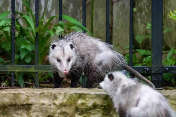 Possums in a residential backyard near a metal fence. Contact Bug Out to help you keep nuisance wildlife out of your North Carolina yard.