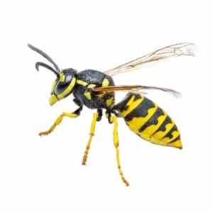 Yellow Jacket on white background